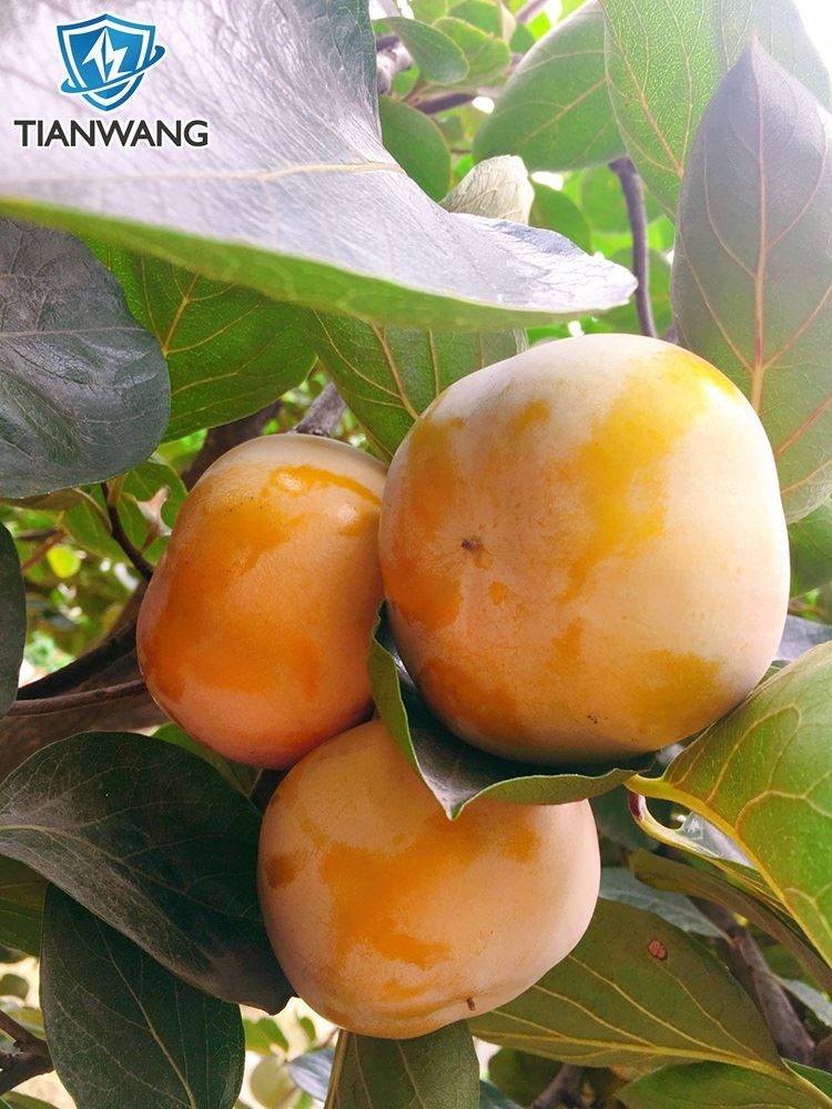 Persimmon-2 Persimmon-2